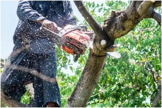 tree services O'Brien